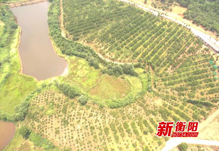 黄桃熟了!常宁水口山镇舂陵村举行首届黄桃采摘节