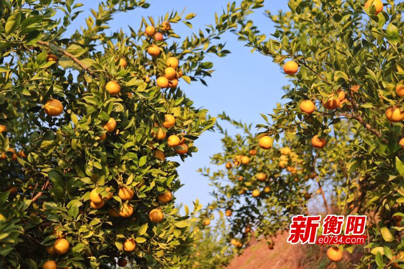 基地,有中秋酥脆枣,黄桃,紫玫瑰葡萄,黄金梨,翠冠梨,三红蜜柚,皇帝柑
