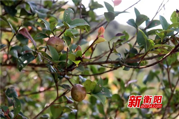 耒阳市推动种植现代化转型 油茶产业铺就小康路