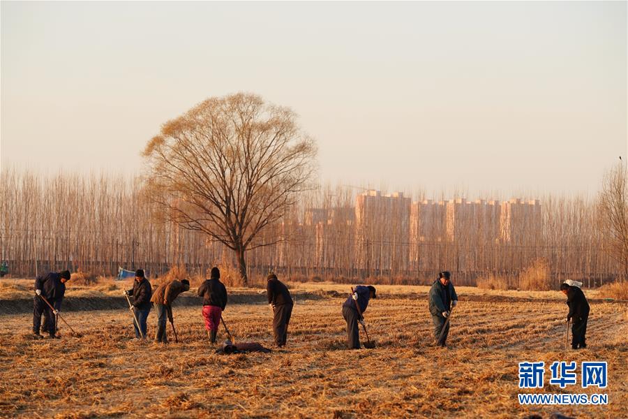这是雄安新区安新县的村民在平整稻田（2018年12月7日摄）。新华社记者 邢广利摄