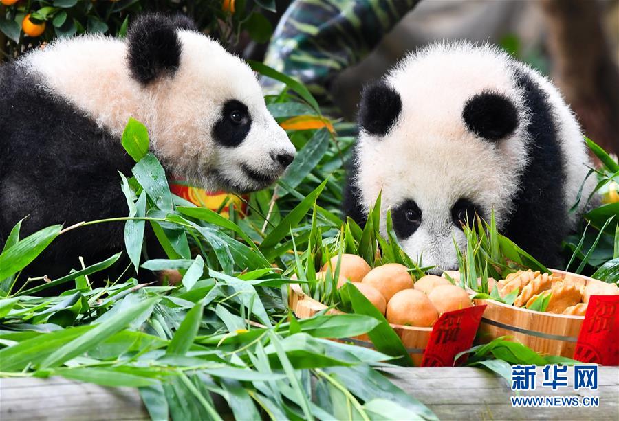1月29日，大熊猫宝宝“隆仔”和“婷仔”在户外玩耍。 广州长隆野生动物世界2018年7月出生的两只大熊猫宝宝“隆仔”和“婷仔”即将迎来出生后的第一个农历新年。当日是腊月二十四，是广东年俗“开炸”的日子，园方特意为“隆仔”和“婷仔”准备了用竹粉特制的煎堆和油角，为它们迎接新年。 新华社记者刘大伟摄
