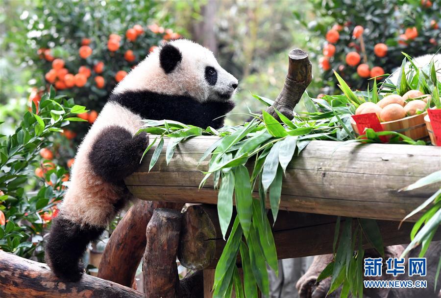 1月29日，大熊猫宝宝“隆仔”准备品尝为它们特制的煎堆和油角。 广州长隆野生动物世界2018年7月出生的两只大熊猫宝宝“隆仔”和“婷仔”即将迎来出生后的第一个农历新年。当日是腊月二十四，是广东年俗“开炸”的日子，园方特意为“隆仔”和“婷仔”准备了用竹粉特制的煎堆和油角，为它们迎接新年。 新华社记者刘大伟摄