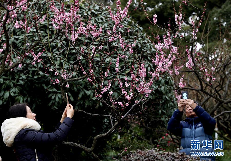 2月9日，游客在上海莘庄公园赏梅。 春节期间，上海各大公园和植物园的梅花盛放，市民游客纷纷游园赏花，欢度佳节。 新华社记者 刘颖 摄