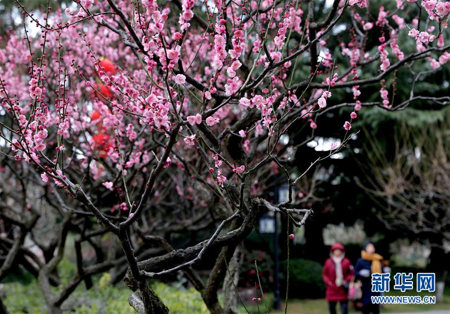 2月9日，游客在上海莘庄公园赏梅。 春节期间，上海各大公园和植物园的梅花盛放，市民游客纷纷游园赏花，欢度佳节。 新华社记者 刘颖 摄