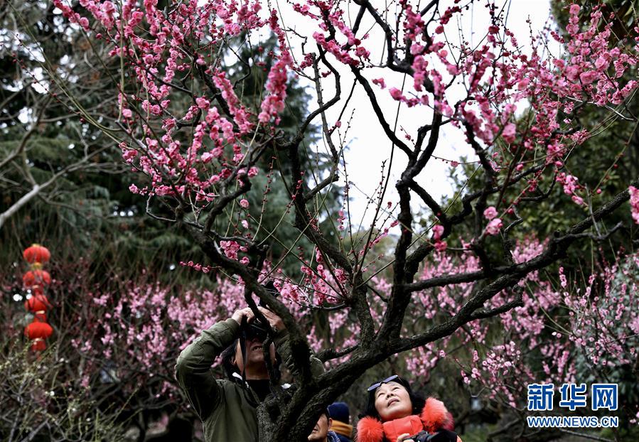 2月9日，游客在上海莘庄公园赏梅。 春节期间，上海各大公园和植物园的梅花盛放，市民游客纷纷游园赏花，欢度佳节。 新华社记者 刘颖 摄