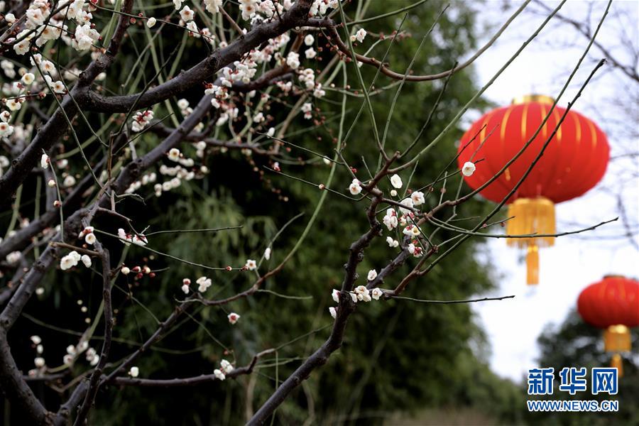 2月9日，上海莘庄公园里的梅花与红灯笼相映成趣。 春节期间，上海各大公园和植物园的梅花盛放，市民游客纷纷游园赏花，欢度佳节。 新华社记者 刘颖 摄