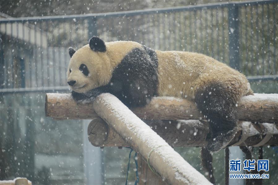 2月12日，北京动物园的大熊猫在雪中休息。
