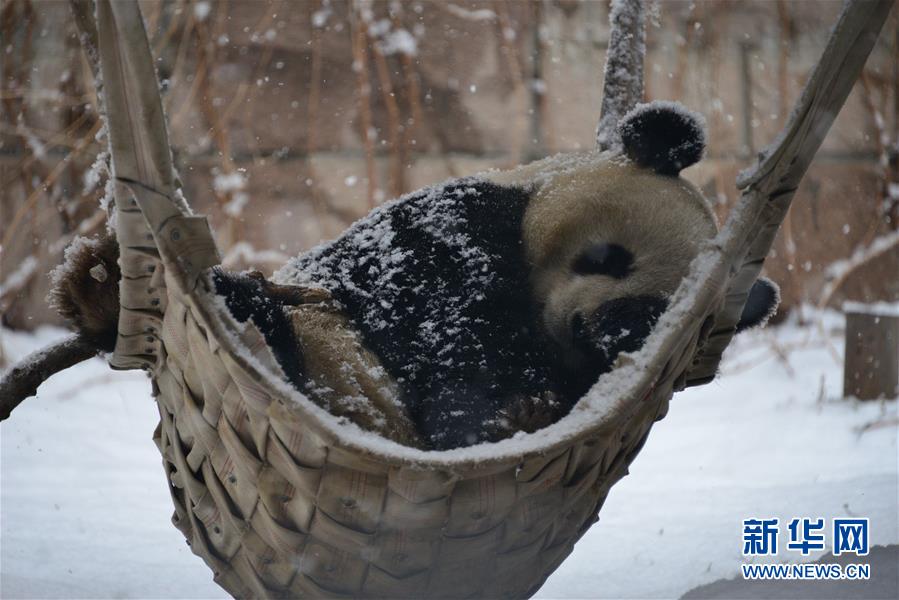 2月12日，北京动物园的大熊猫在雪中休息。