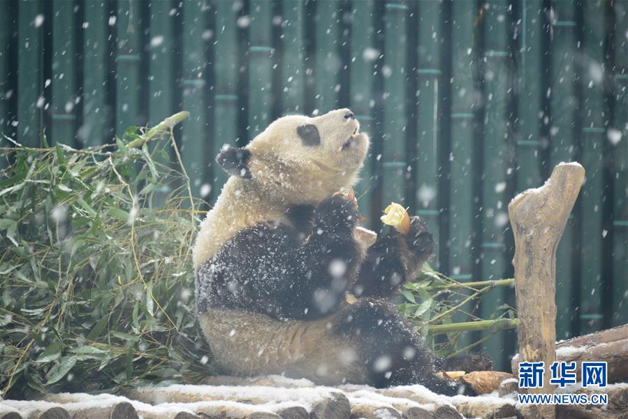 2月12日，北京动物园的大熊猫在雪中吃竹笋。