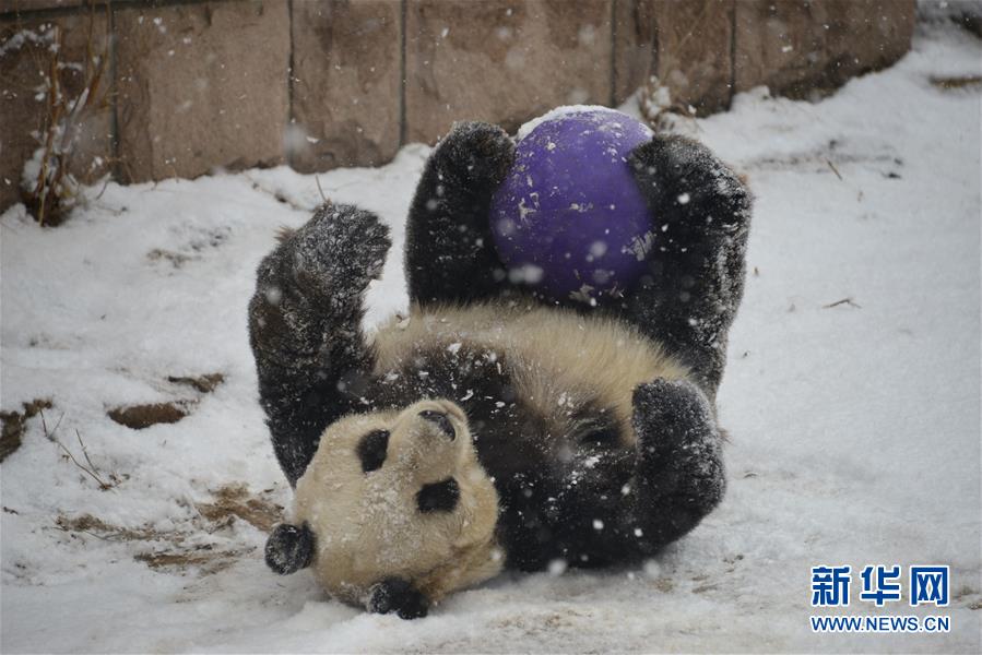 2月12日，北京动物园的大熊猫在雪中耍球。