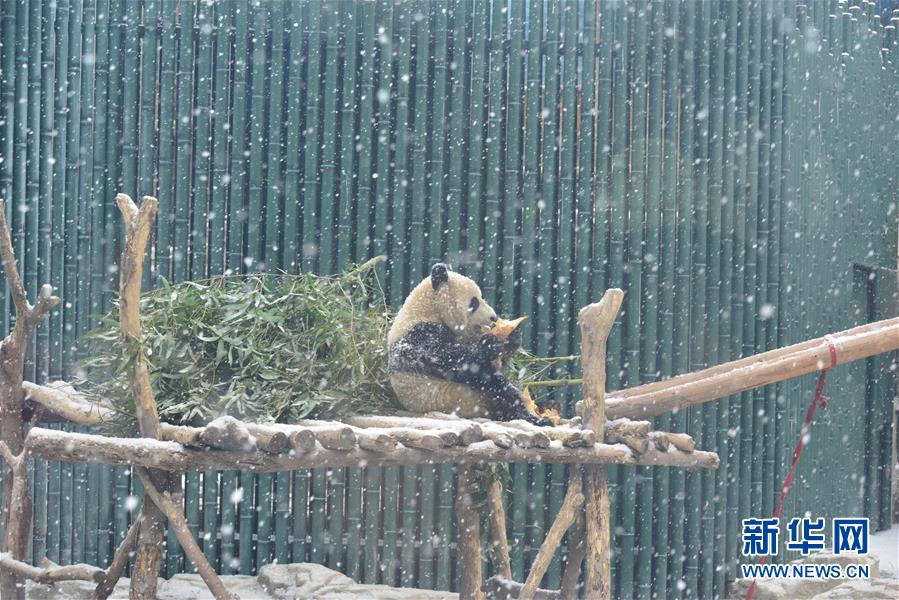 2月12日，北京动物园的大熊猫在雪中吃竹笋。