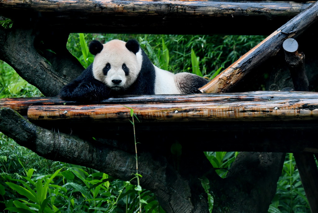 大陆赠送给台湾的大熊猫“团团”（雄性）和“圆圆”（雌性）在台北动物园生活已10年有余，前来参观的游客络绎不绝，截至2019年4月，参观游客超过两千万人次。大陆赠台大熊猫“团团”和“圆圆”于2008年12月赴台，次年的农历大年初一首次与台湾民众见面。（来源：人民网）