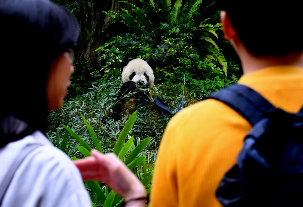 大陆赠送给台湾的大熊猫“团团”（雄性）和“圆圆”（雌性）在台北动物园生活已10年有余，前来参观的游客络绎不绝，截至2019年4月，参观游客超过两千万人次。大陆赠台大熊猫“团团”和“圆圆”于2008年12月赴台，次年的农历大年初一首次与台湾民众见面。（来源：人民网）