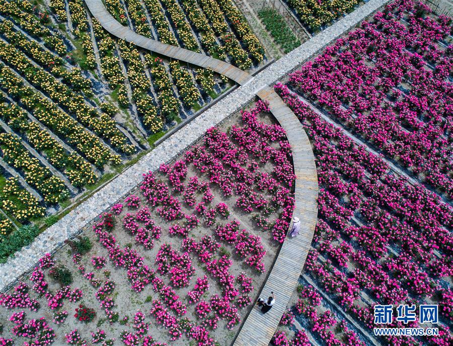 空中俯瞰新峰村玫瑰园（5月7日无人机拍摄）。 2019年初，浙江省杭州市临安区清凉峰镇新峰村的村民通过众筹的方式，建成并对外开放了占地面积200多亩的乡村玫瑰园。该玫瑰园的玫瑰品种达到100多种，通过开发玫瑰花盆栽、玫瑰花茶、玫瑰露等玫瑰产品，发展乡村旅游，带动当地村民致富。 新华社记者 徐昱 摄