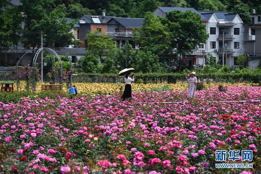 5月7日，游客在新峰村玫瑰园内游览。 2019年初，浙江省杭州市临安区清凉峰镇新峰村的村民通过众筹的方式，建成并对外开放了占地面积200多亩的乡村玫瑰园。该玫瑰园的玫瑰品种达到100多种，通过开发玫瑰花盆栽、玫瑰花茶、玫瑰露等玫瑰产品，发展乡村旅游，带动当地村民致富。 新华社记者 徐昱 摄