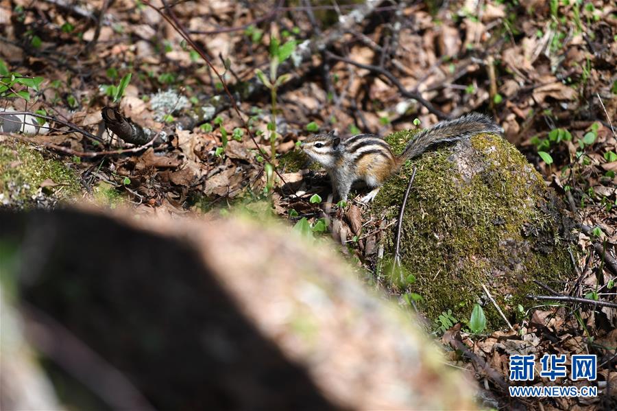5月15日，一只小松鼠在黑龙江小兴安岭石林国家森林公园觅食。