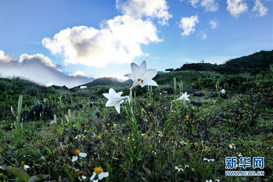 兰屿上盛开的鲜花