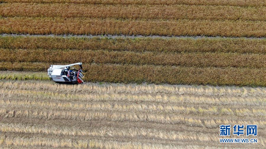 5月21日，收割机在江苏省南通市通州区平潮镇田间收割小麦。
