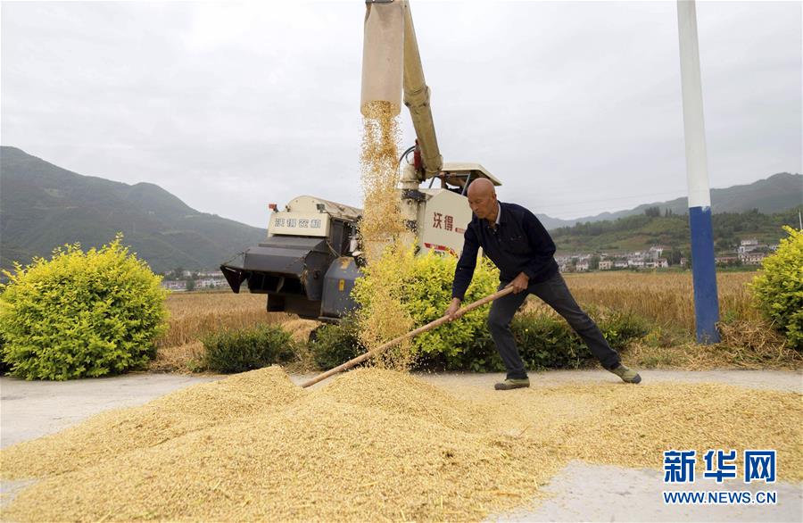 5月21日，湖北省保康县马桥镇中坪村农民在整理收获的小麦。