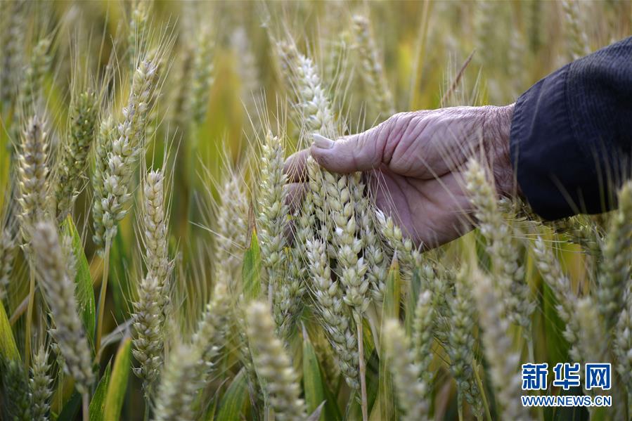 5月21日，在安徽省阜阳市临泉县吕寨镇任庄村田间，一名农民在查看小麦长势。