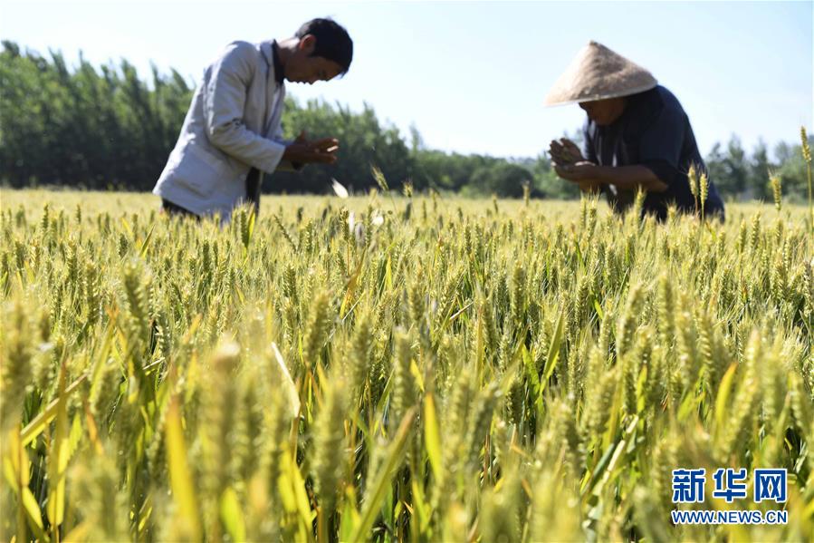 5月21日，安徽省亳州市谯城区十八里镇的农民在麦田里查看麦粒饱满程度。
