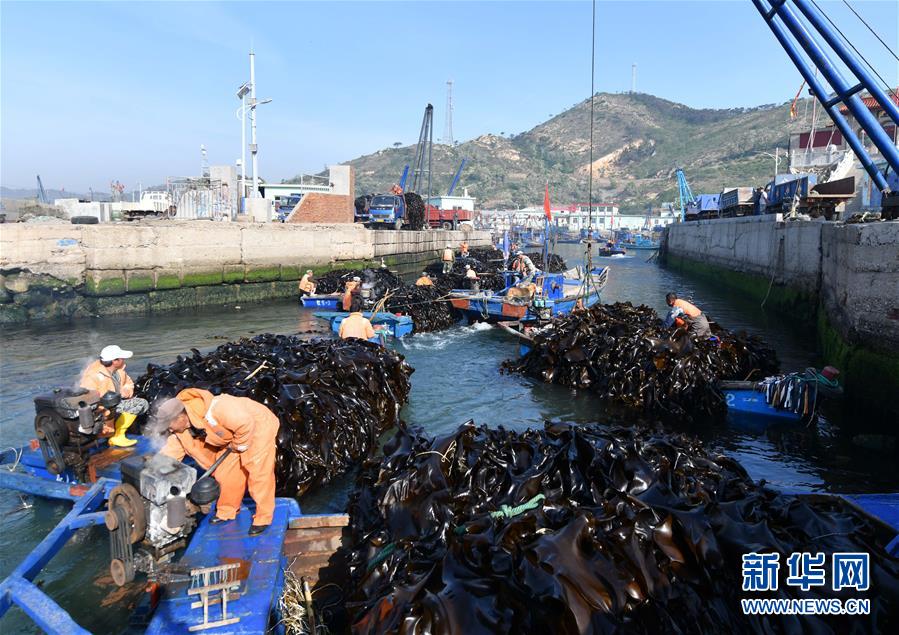 大钦岛乡东村码头挤满了正在卸载的收割船。