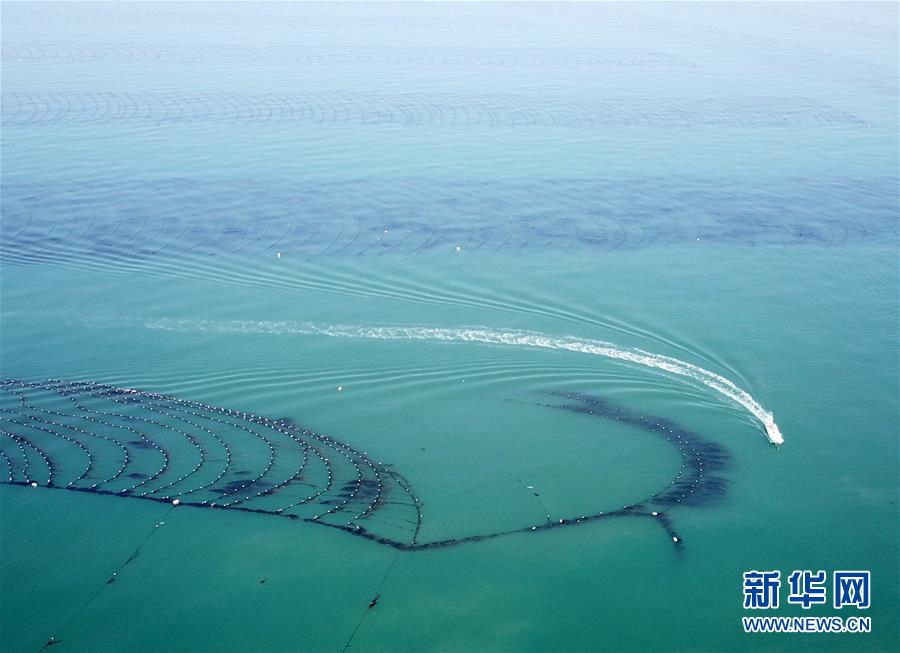 这是大钦岛乡附近海域的海带养殖区。