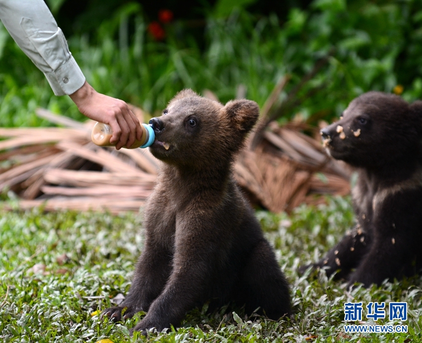 饲养员给“熊孩子”喂奶。
