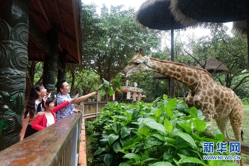 游客给长颈鹿喂食。