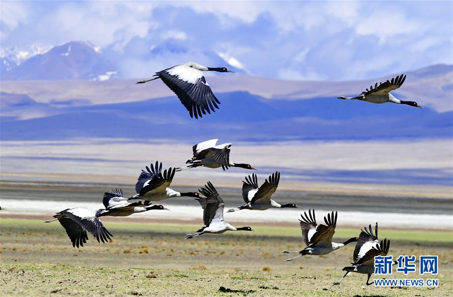 一群黑颈鹤在西藏亚东县多庆湖畔飞翔。