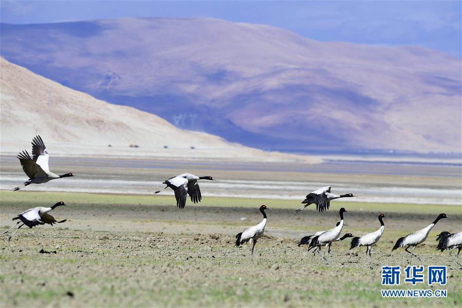 一群黑颈鹤在西藏亚东县多庆湖畔休憩。