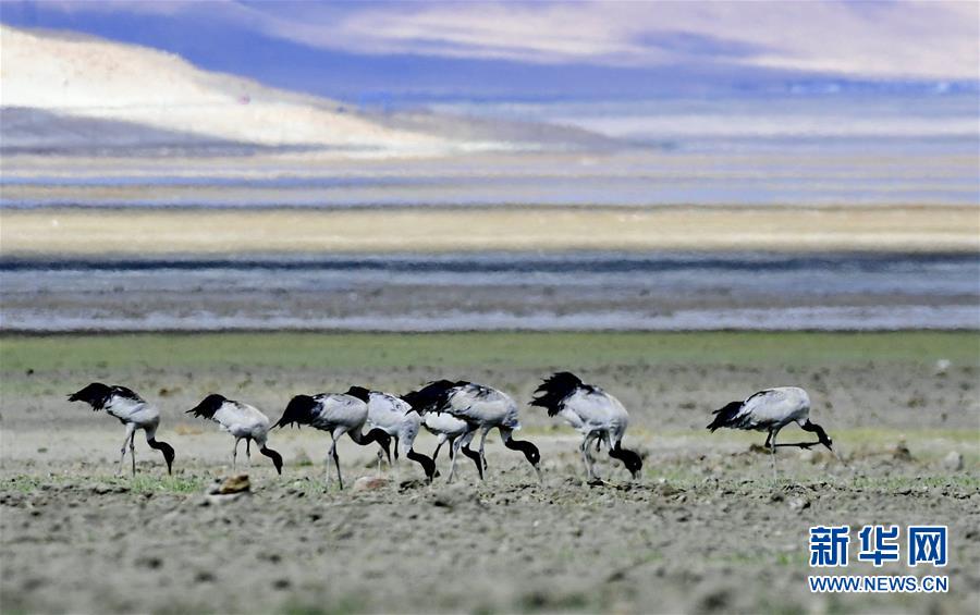 一群黑颈鹤在西藏亚东县多庆湖畔觅食。