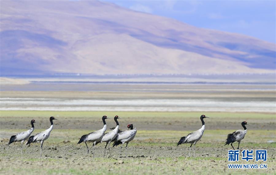 一群黑颈鹤在西藏亚东县多庆湖畔休憩。