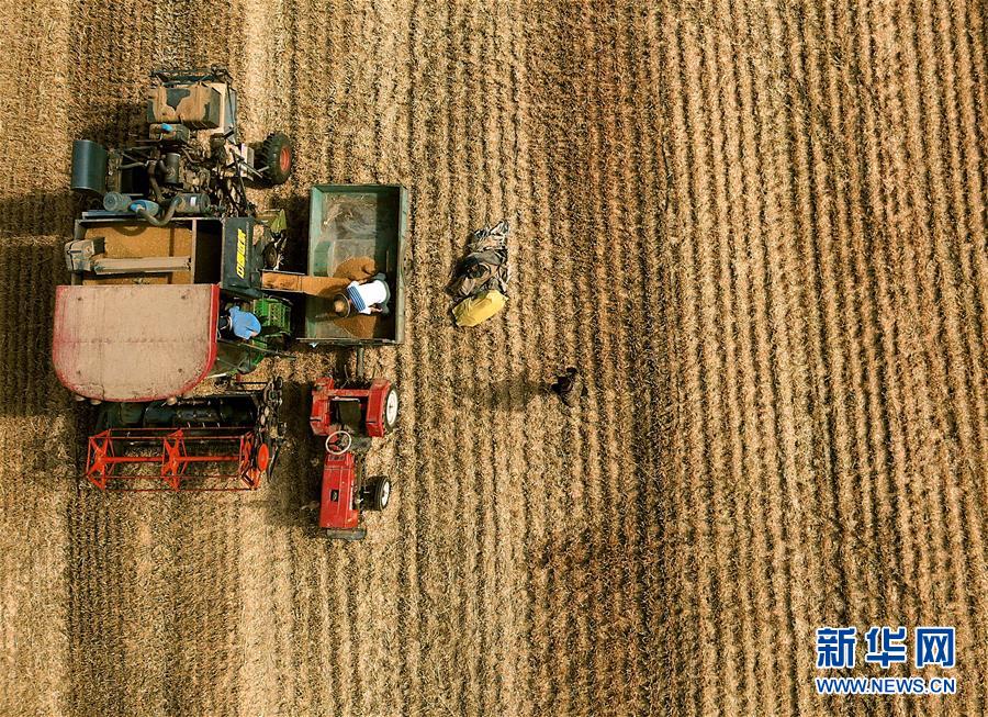 5月29日，在河南省舞阳县文峰乡焦楼村一处麦田里，农民将收获的小麦装车。
