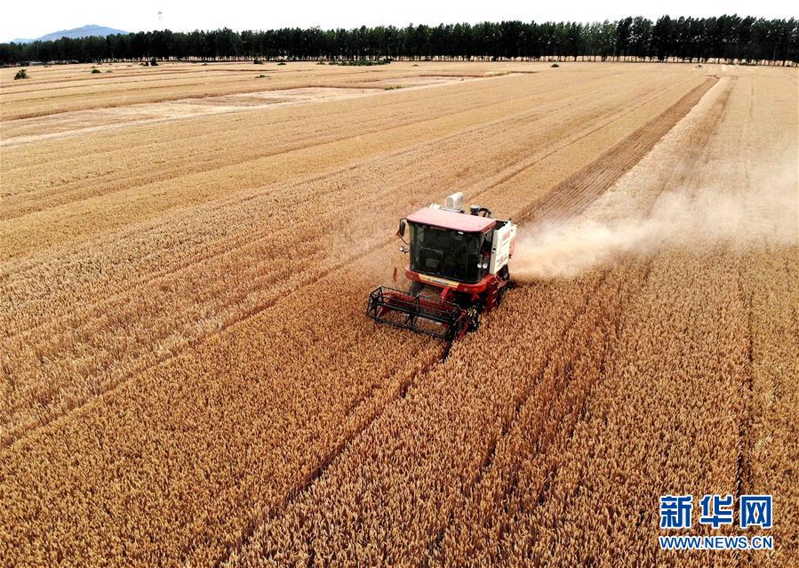 5月29日，在河南省舞阳县保和乡大路李村的一处麦田里，农机手操作机械收割小麦。