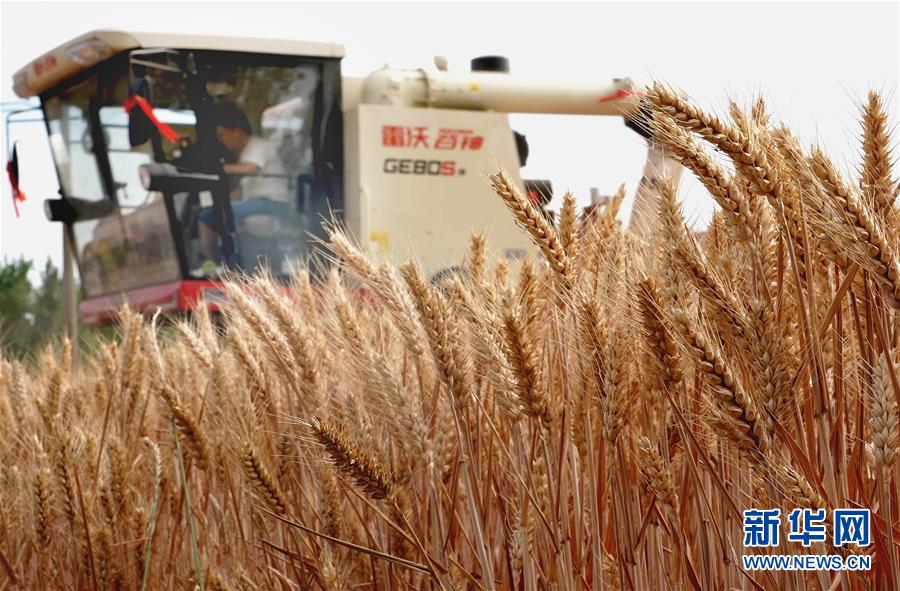 5月29日，在河南省舞阳县保和乡十里铺村一处麦田里，农机手操作机械收割小麦。
