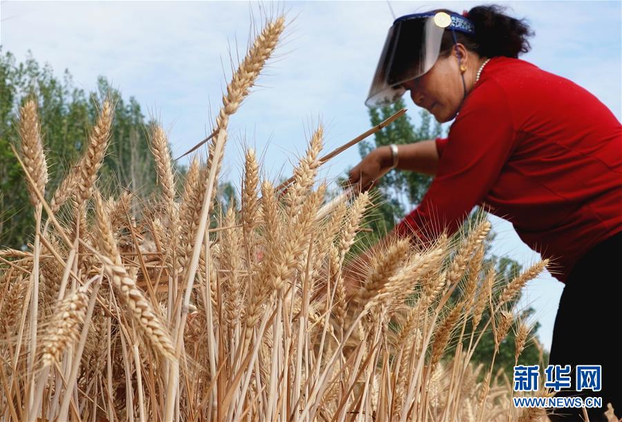 5月29日，在河南省舞阳县保和乡十里铺村一处大型农机不便进入的麦田里，农民用镰刀收割小麦。