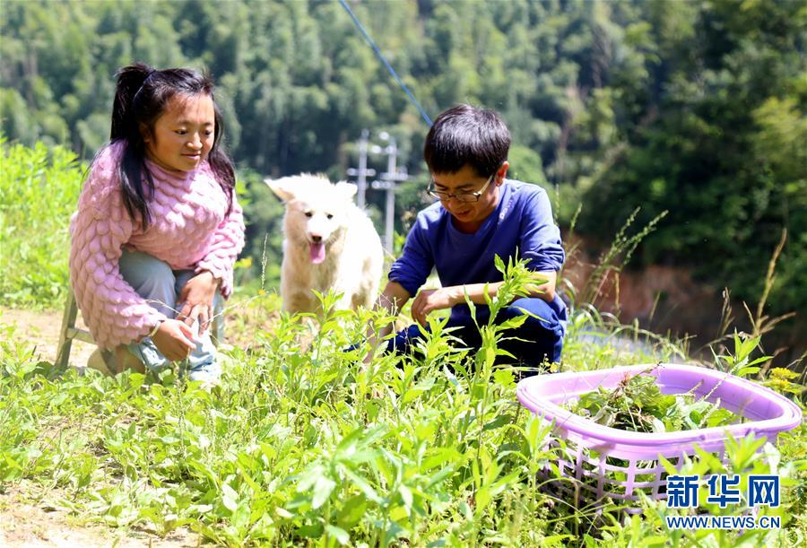 彭超（左）与丈夫陈飞采草药喂鸡预防鸡疾病（5月23日摄）。