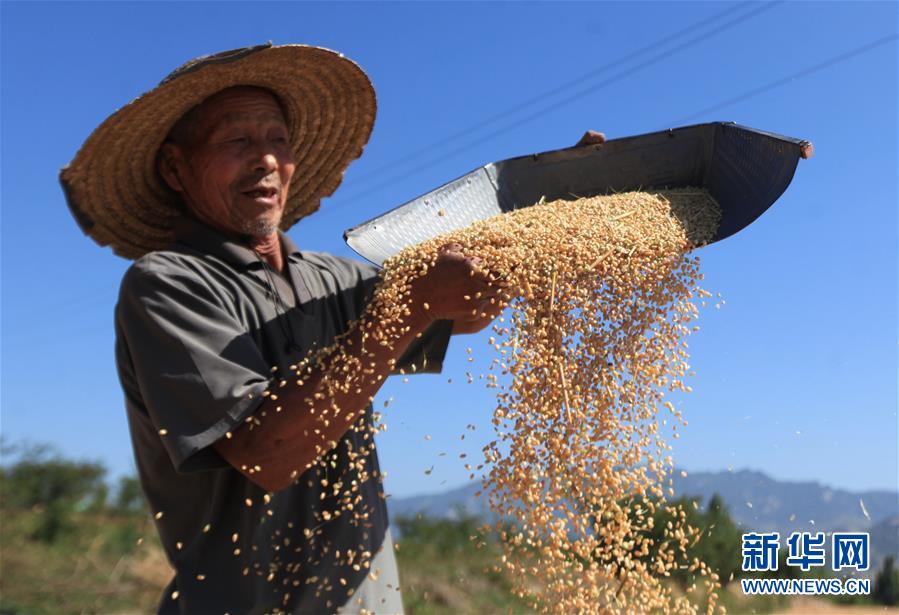 5月29日，山东省临沂市平邑县蒙胜村村民在晾晒刚收获的小麦。
