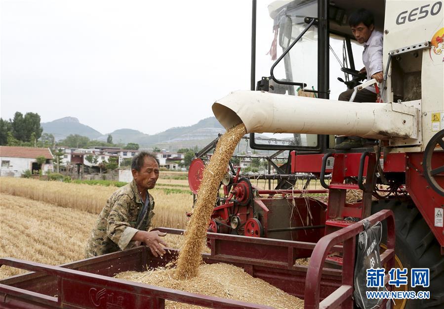 5月30日，山东省枣庄市市中区齐村镇后良村村民在田间收获小麦。