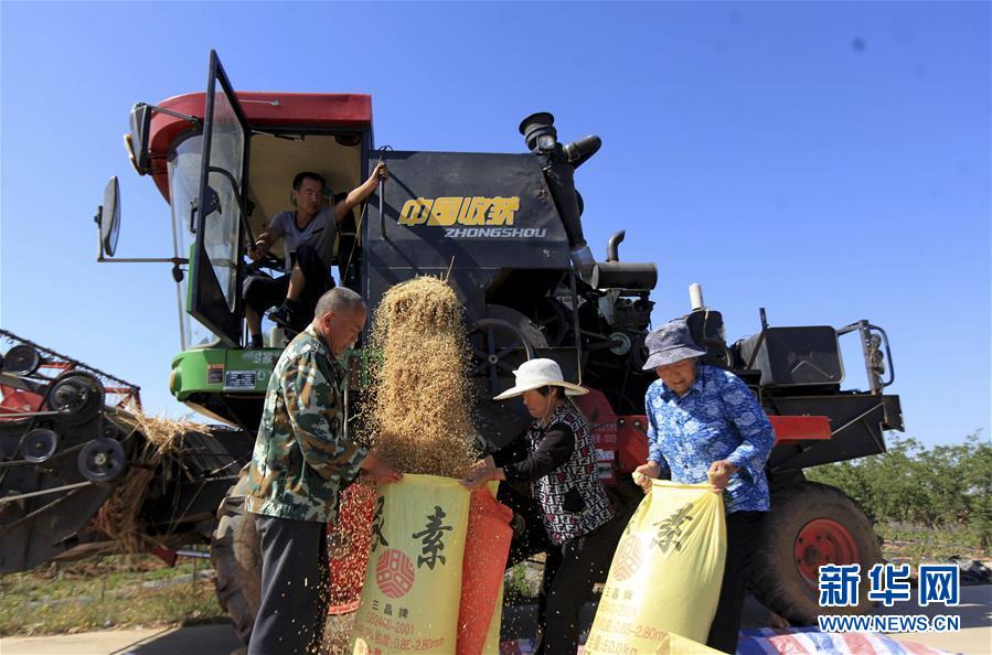 5月29日，山东省临沂市平邑县蒙胜村村民在收获小麦。