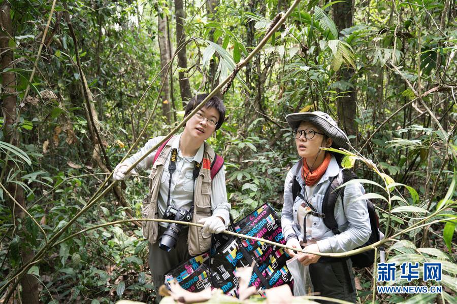 5月25日，在缅甸北部实皆省大麦地野生动物保护区，中缅联合科考队队员、中国科学院植物研究所研究助理张若鹏（左）和中缅联合科考队队员、中国科学院植物研究所研究助理王继旋采集植物标本。