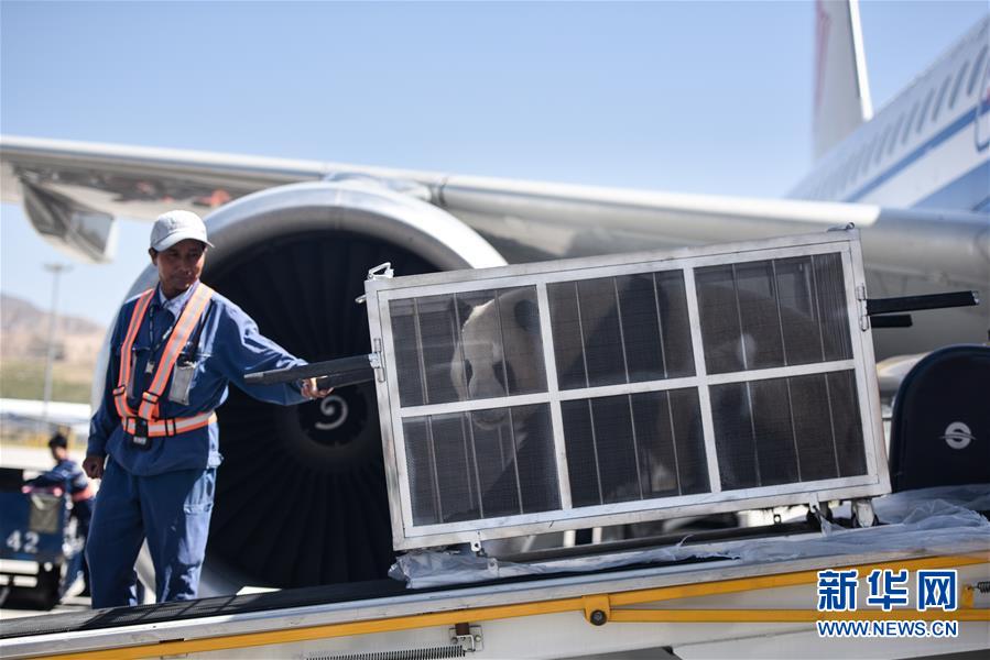 6月3日，在青海省西宁曹家堡机场，机场工作人员在搬运大熊猫。