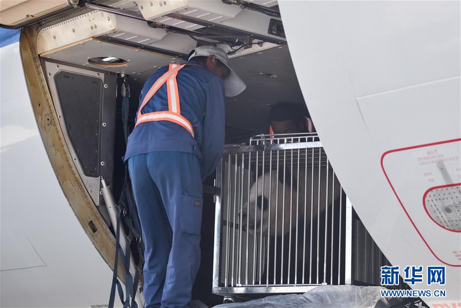 6月3日，在青海省西宁曹家堡机场，机场工作人员在搬运大熊猫。