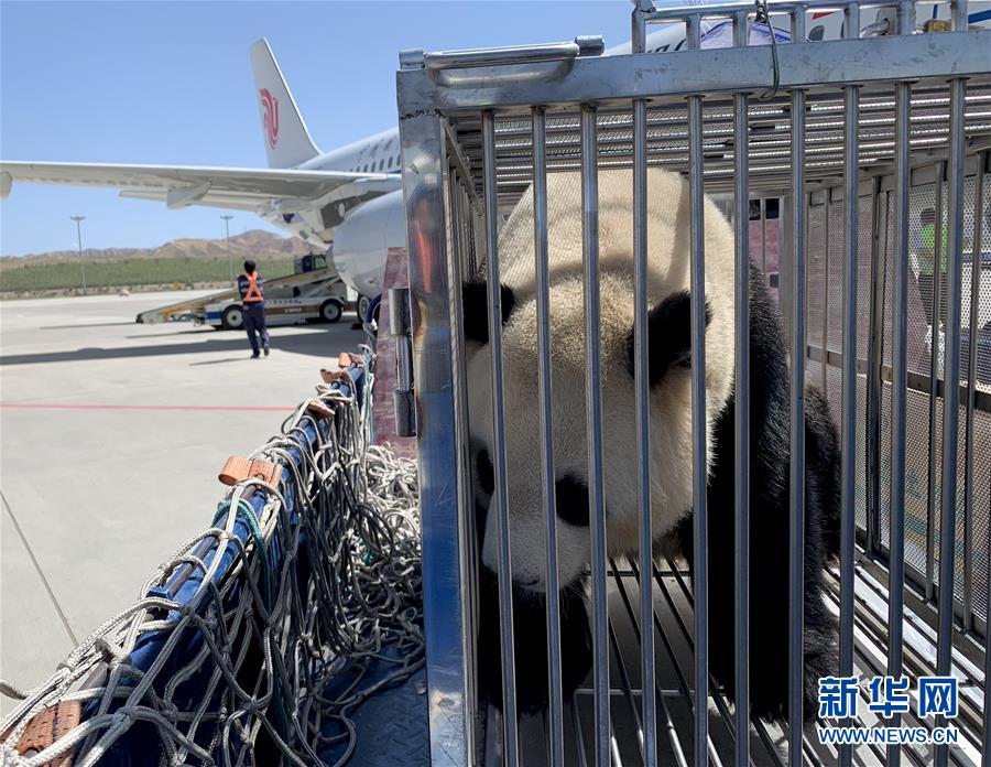 6月3日，大熊猫抵达青海省西宁曹家堡机场。