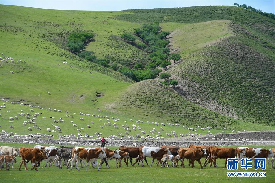 5月31日，牛羊在阿鲁科尔沁草原上觅食。