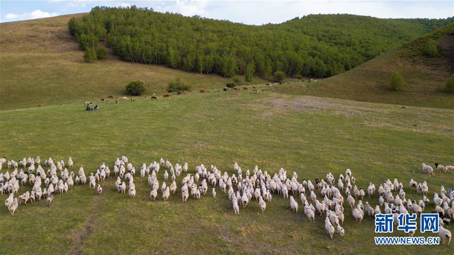 6月1日无人机拍摄的阿鲁科尔沁草原。