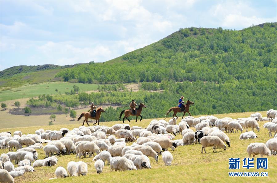 5月31日，牧民在阿鲁科尔沁草原上牧羊。