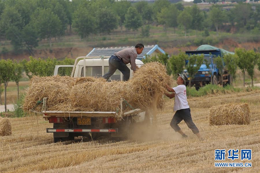 山东省荣成市滕家镇西滩村农民在装运麦秸捆。