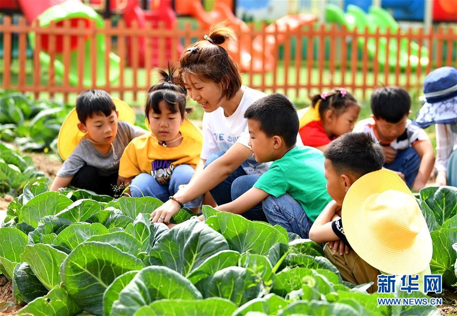6月17日，乐亭县大相各庄乡幼儿园老师在劳动实践基地的小菜园里给孩子们讲解甘蓝菜的生长过程。